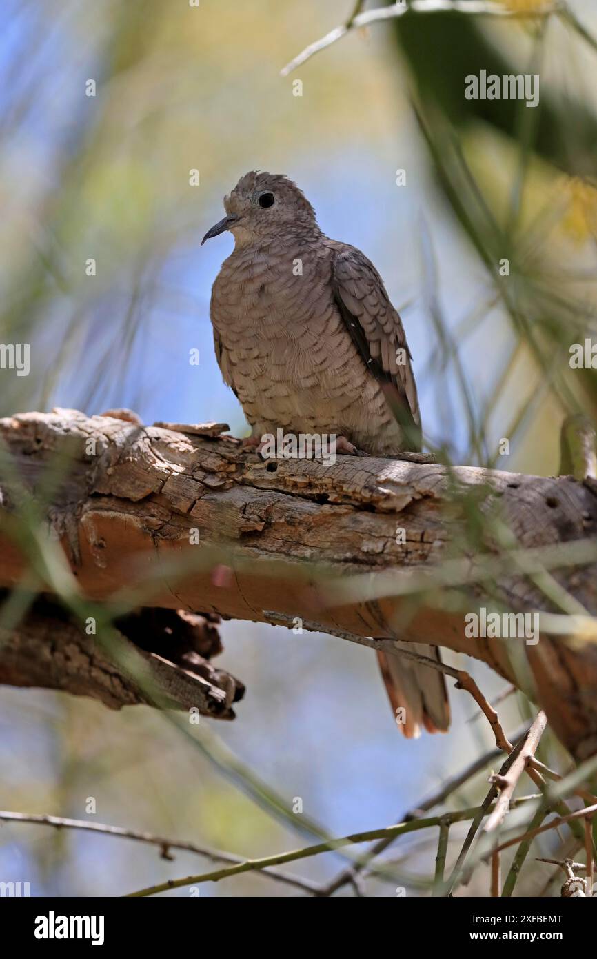 Inca colomba (Columbina Inca), adulto, su albero, deserto di Sonora, Arizona, nord America, Stati Uniti Foto Stock