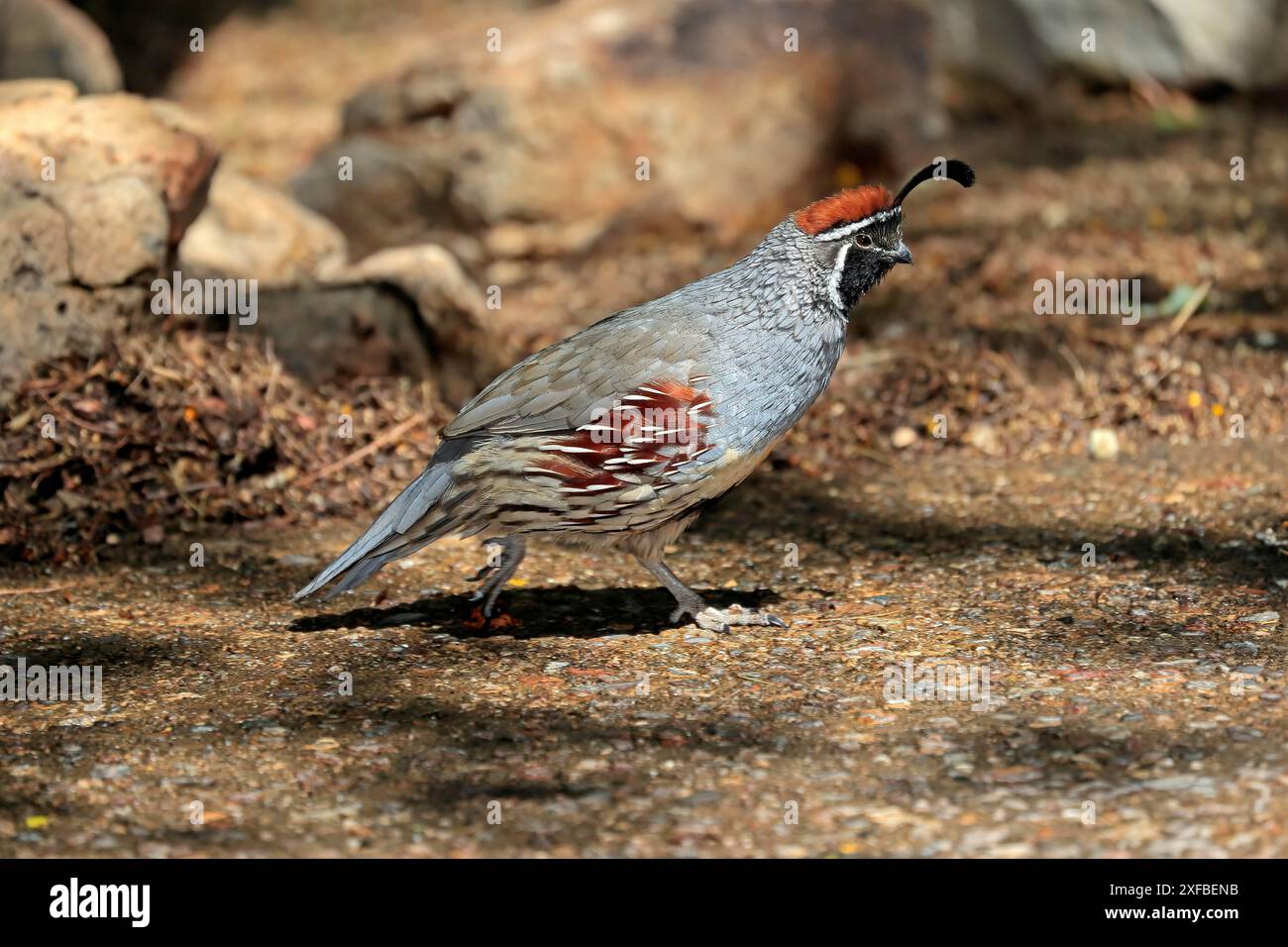 Quaglia di Gambel (Callipepla gambelii), adulto, maschio, corsa, deserto di Sonora, Arizona, Nord America, Stati Uniti Foto Stock