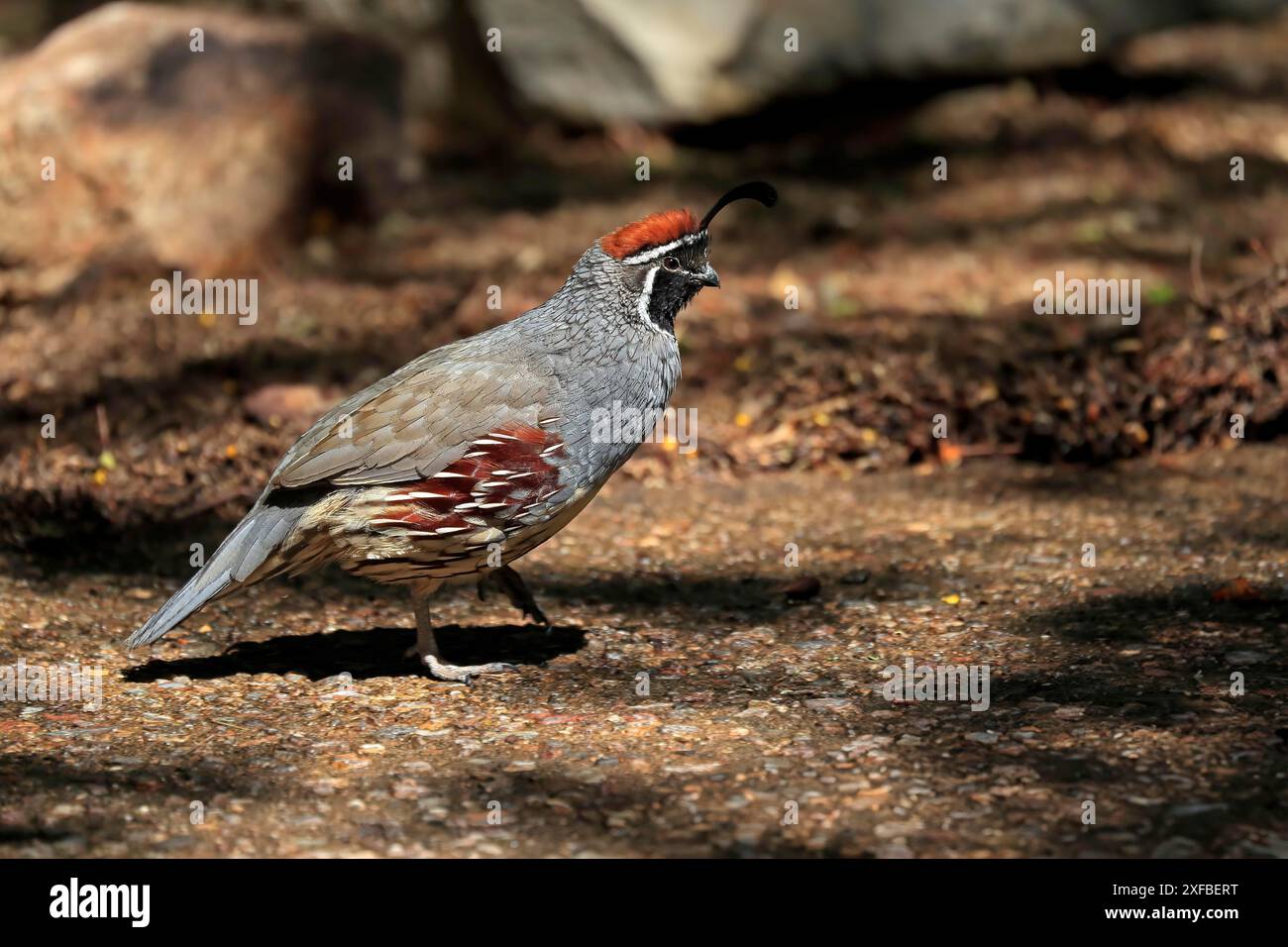 Quaglia di Gambel (Callipepla gambelii), adulto, maschio, corsa, deserto di Sonora, Arizona, Nord America, Stati Uniti Foto Stock