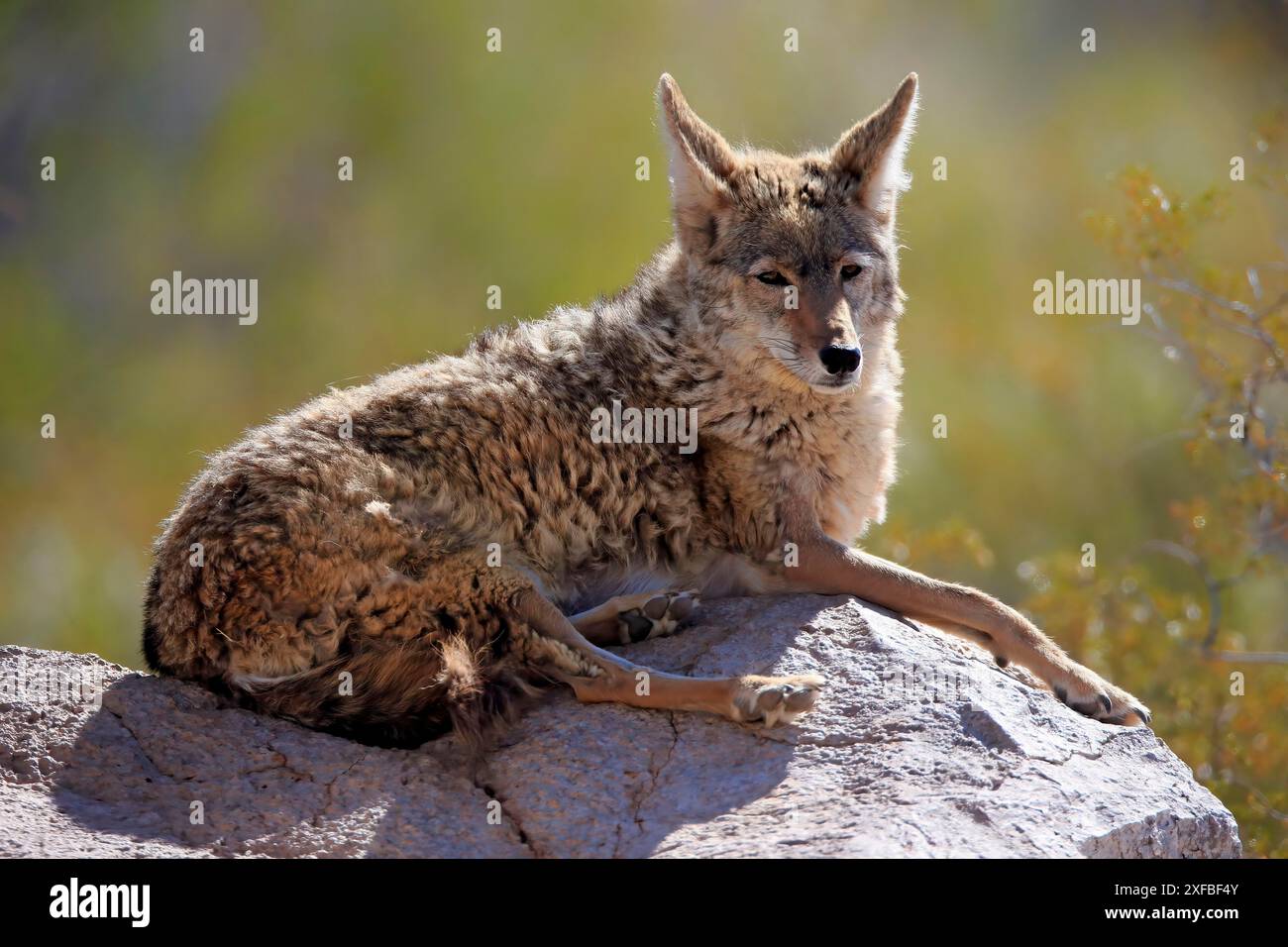 Coyote (Canis latrans), lupo nordamericano della prateria, lupo delle pianure, adulto, seduto, su rocce, deserto di Sonora, Arizona, Nord America, Stati Uniti Foto Stock