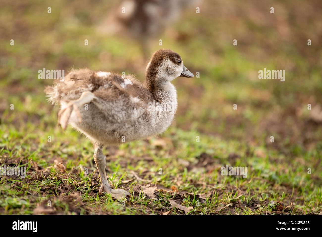 Pulcino d'oca egiziano, alopochen aegyptiaca in primavera, animale e uccello d'acqua Foto Stock