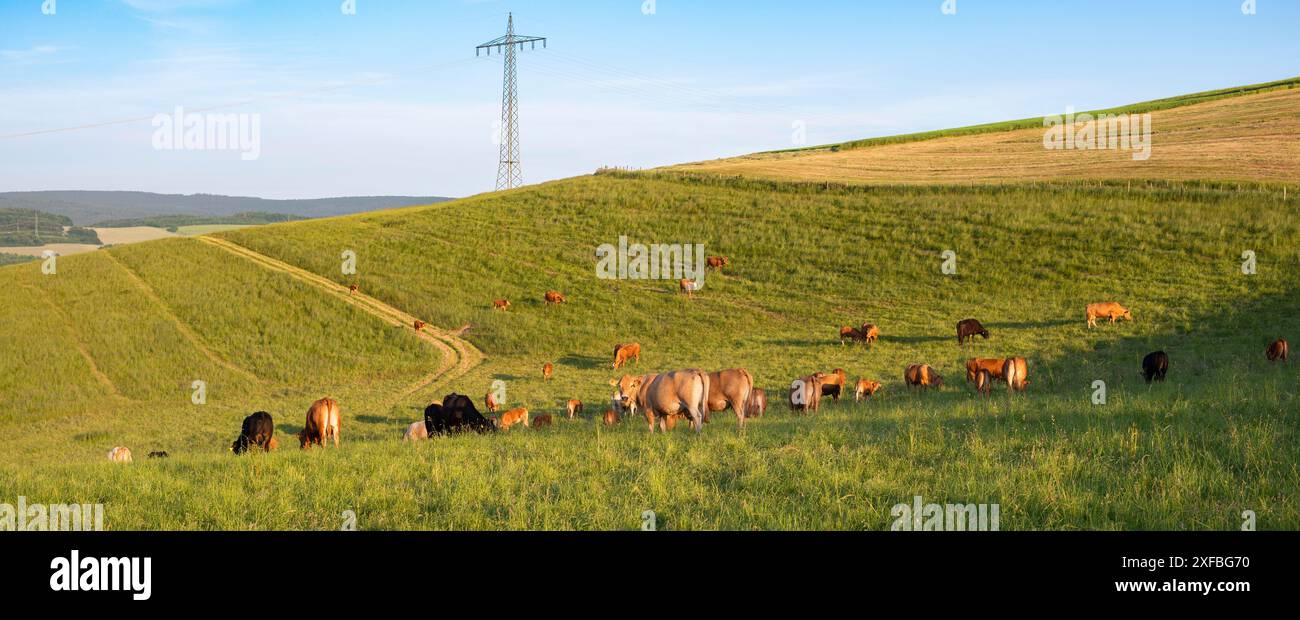 Mucche che pascolano su pascolo in Germania, specie allevamento appropriato, prato agricolo Foto Stock