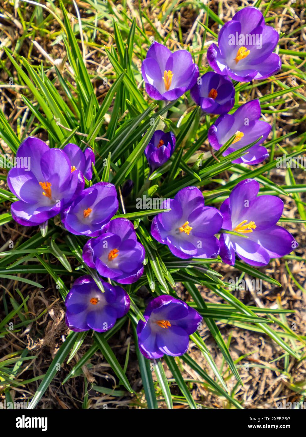 Primo piano di un gran numero di fiori di cocco viola visti dall'alto Foto Stock