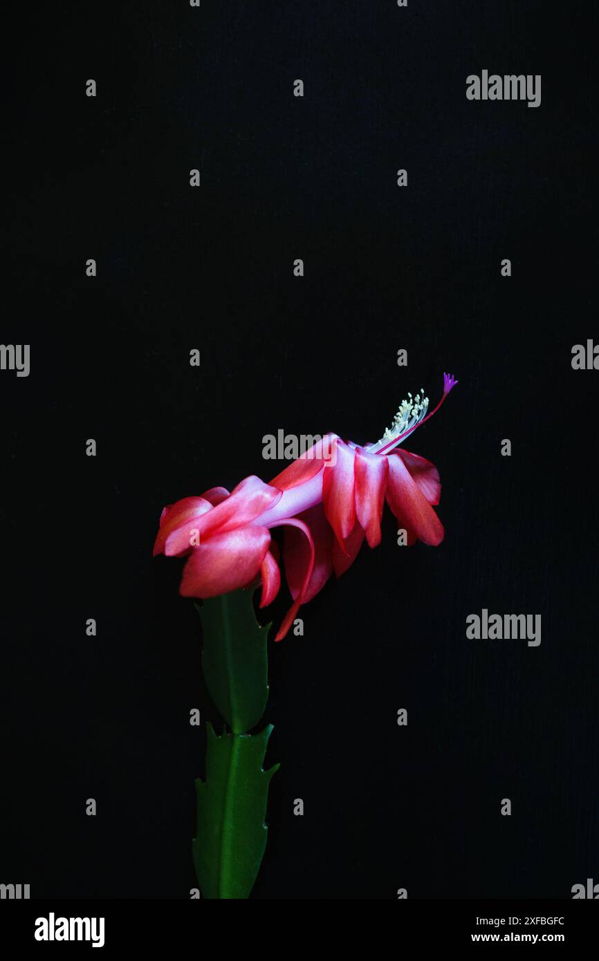 Primo piano di un fiore di cactus natalizio, Schlumbergera, su sfondo nero. Foto Stock
