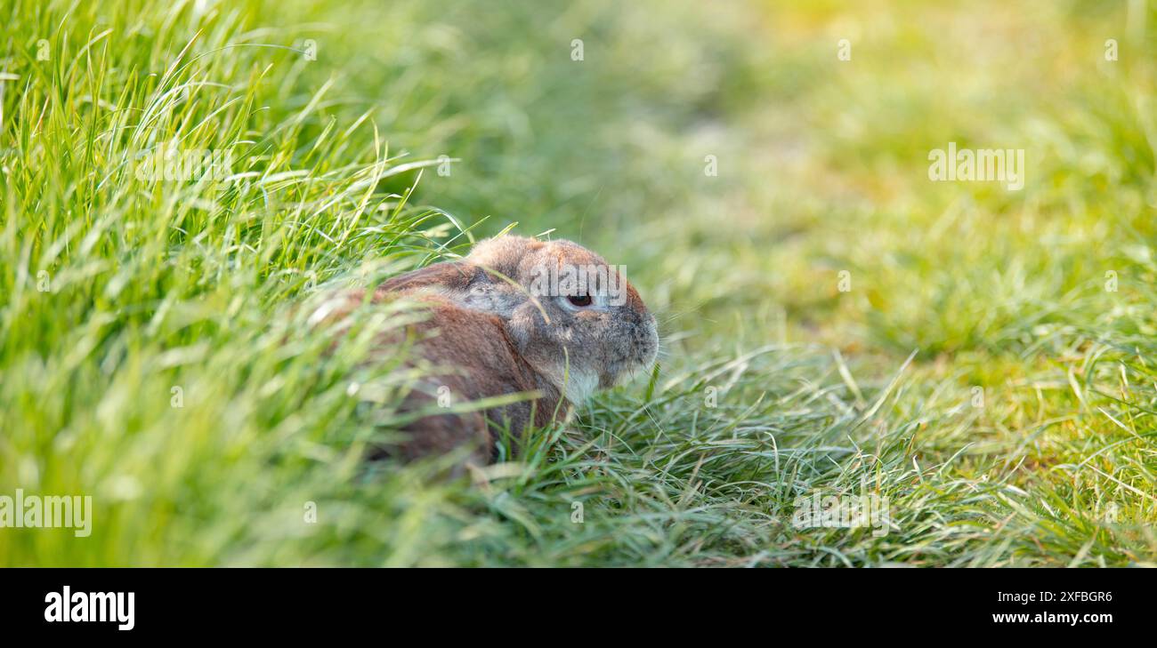 Coniglio domestico o coniglietto su un prato verde di primavera in natura, animali selvatici carini, animali domestici in una fattoria Foto Stock