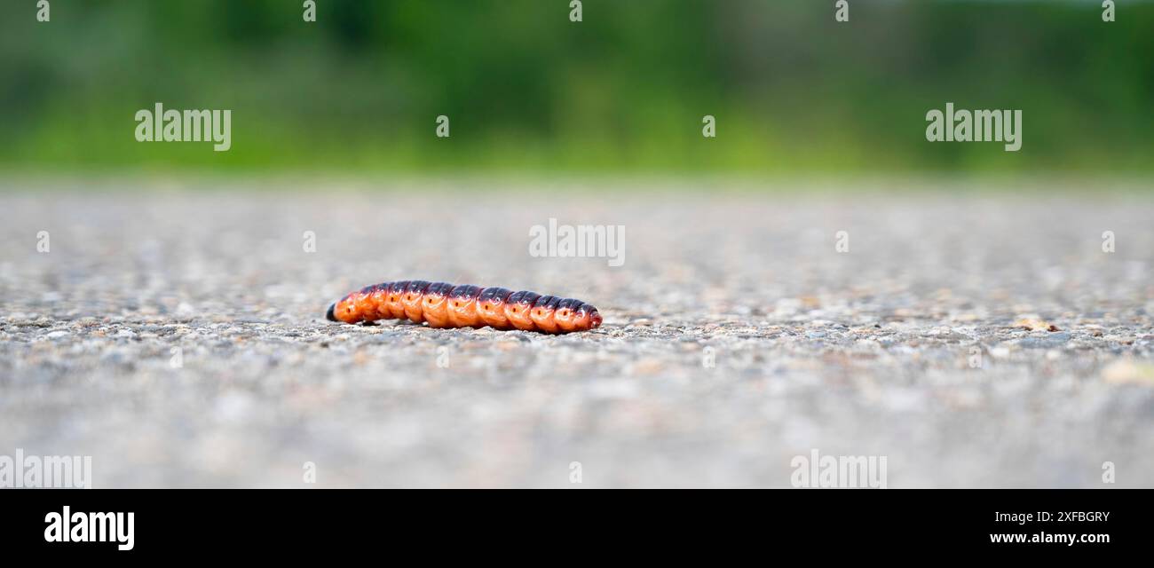 Falena di salice di falena notturna, trivella odorifica in legno di salice, cossus cossus, colore rosso e arancione Foto Stock