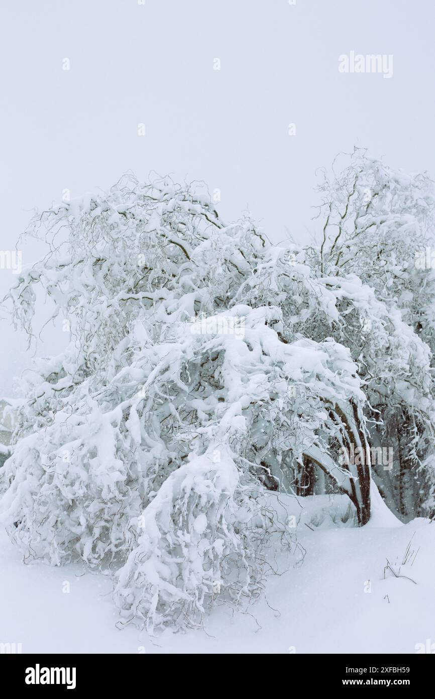 Alberi ricoperti di neve che creano un'onda spettacolare contro un cielo bianco. Foto Stock
