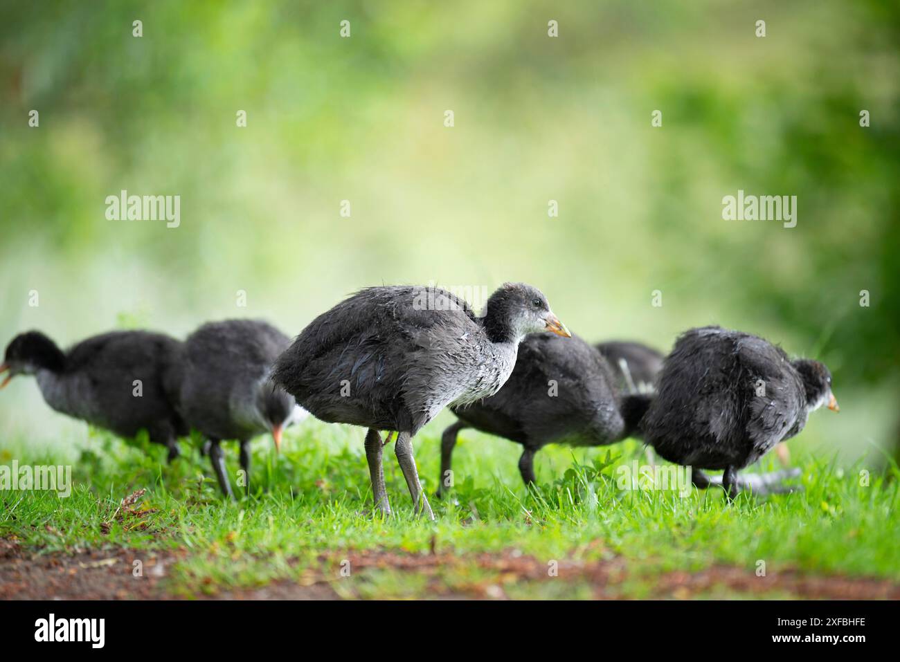 Famiglia comune di Black coot sul prato, genere Fulica, uccelli acquatici in Europa, birdwatching in natura Foto Stock