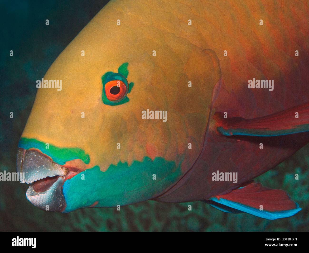 Primo piano di un pesce pappagallo meravigliosamente colorato (Chlorurus gibbus, Heavybeak pappagallo) con splendide marcature. Fotografia subacquea, Mar Rosso. Egitto Foto Stock