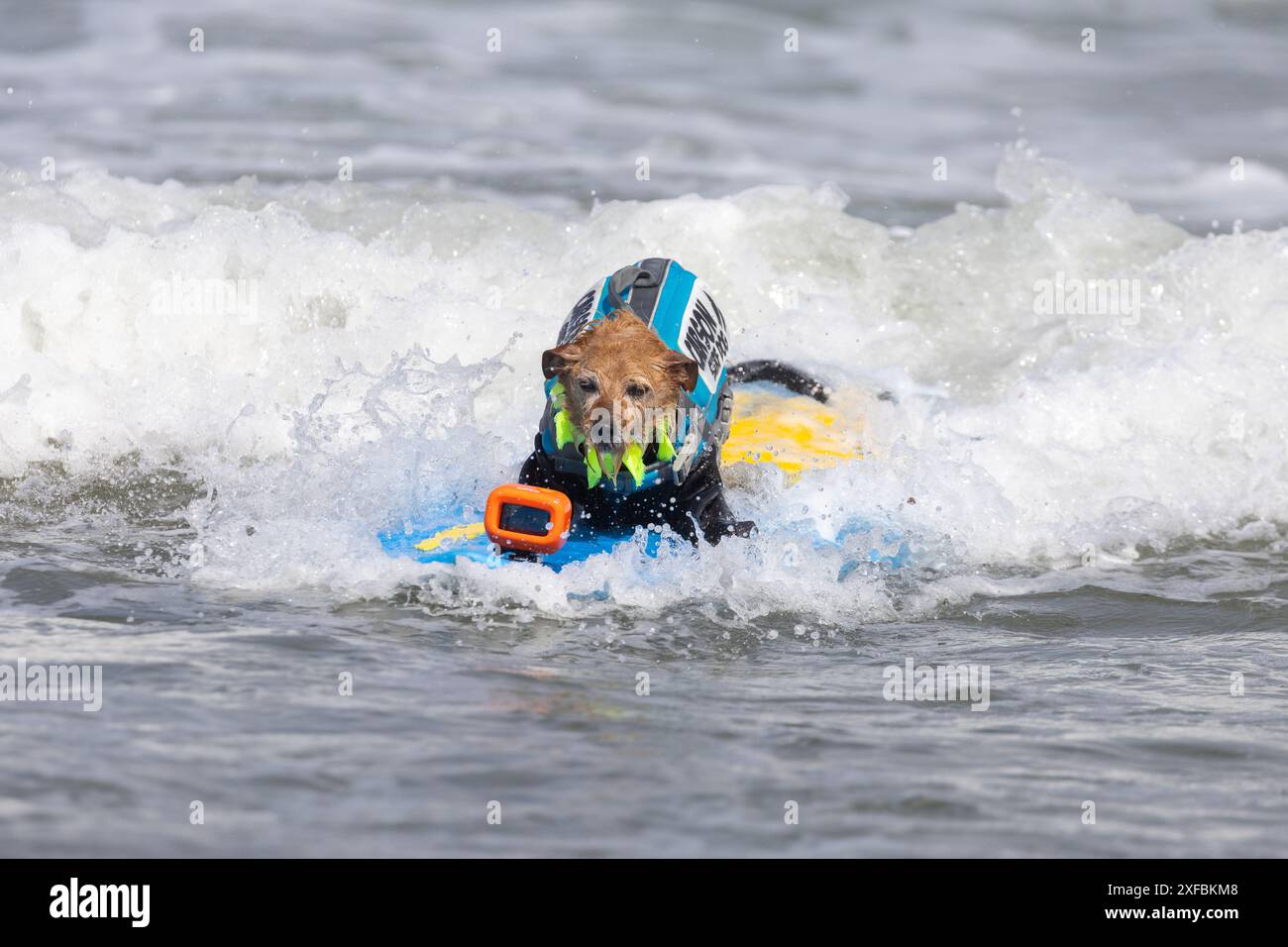 Pacifica, California, USA. 5 agosto 2023. Cattura le onde e sfreccia le code al campionato mondiale di surf con cani del 2023 a pacifica, California. Furr Foto Stock