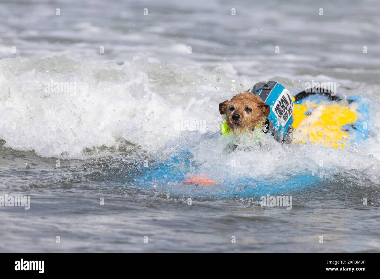 Pacifica, California, USA. 5 agosto 2023. Cattura le onde e sfreccia le code al campionato mondiale di surf con cani del 2023 a pacifica, California. Furr Foto Stock