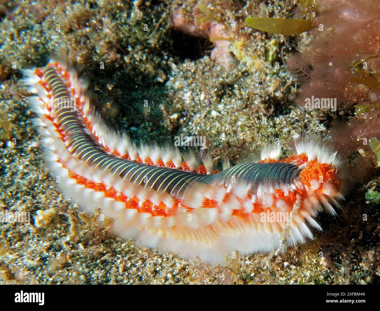 Una verme colorata (Hermodice carunculata) sul fondo del mare. Primo piano che mostra la varietà e i colori delle setole. Sito di immersione El Cabron Marine Foto Stock