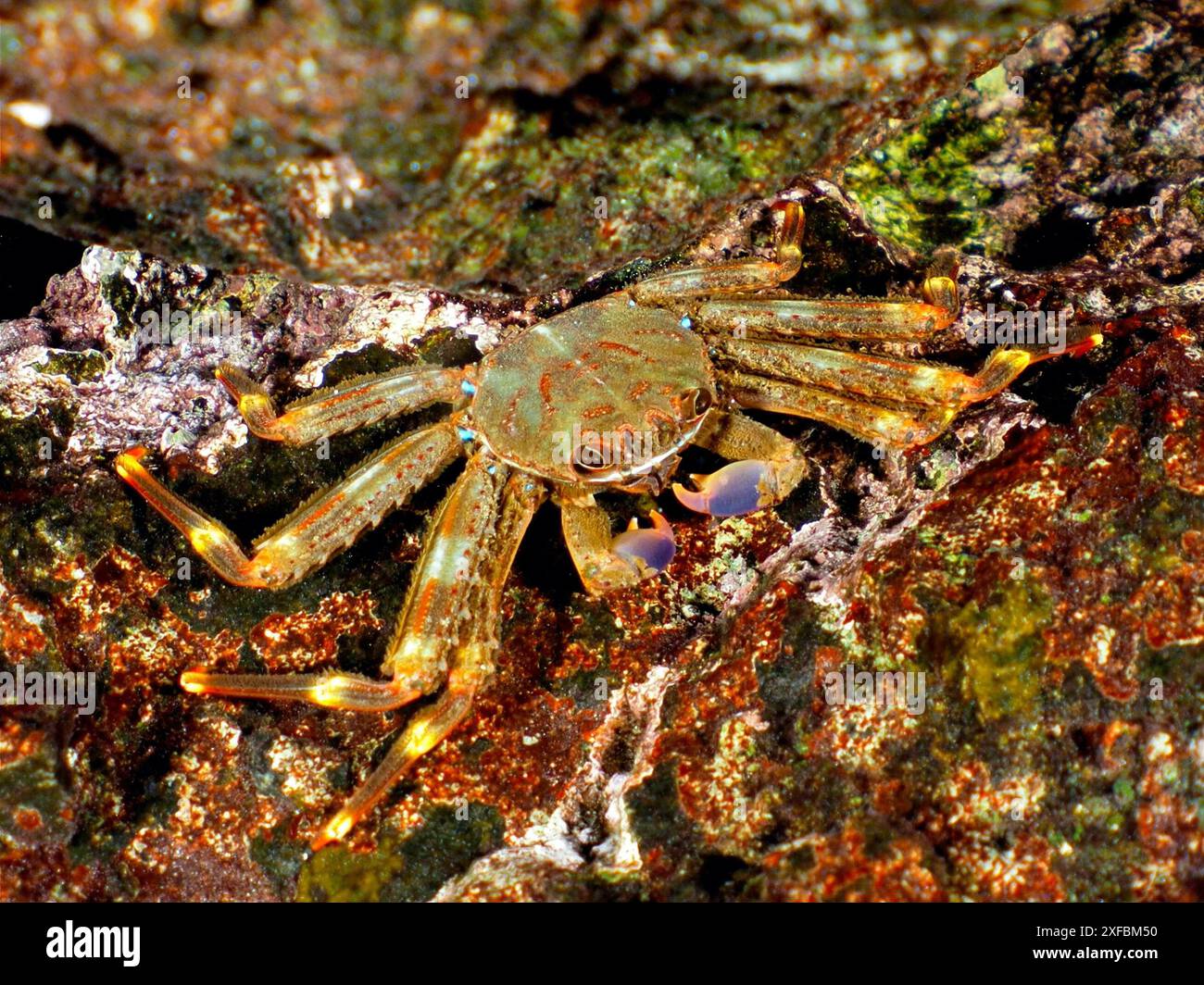 Un agili granchio spray (Percnon gibbesi) con un guscio marrone-verde e gambe arancio-rosse su un fondale roccioso. Sito per immersioni Pasito Blanco Reef, Arguineguin Foto Stock