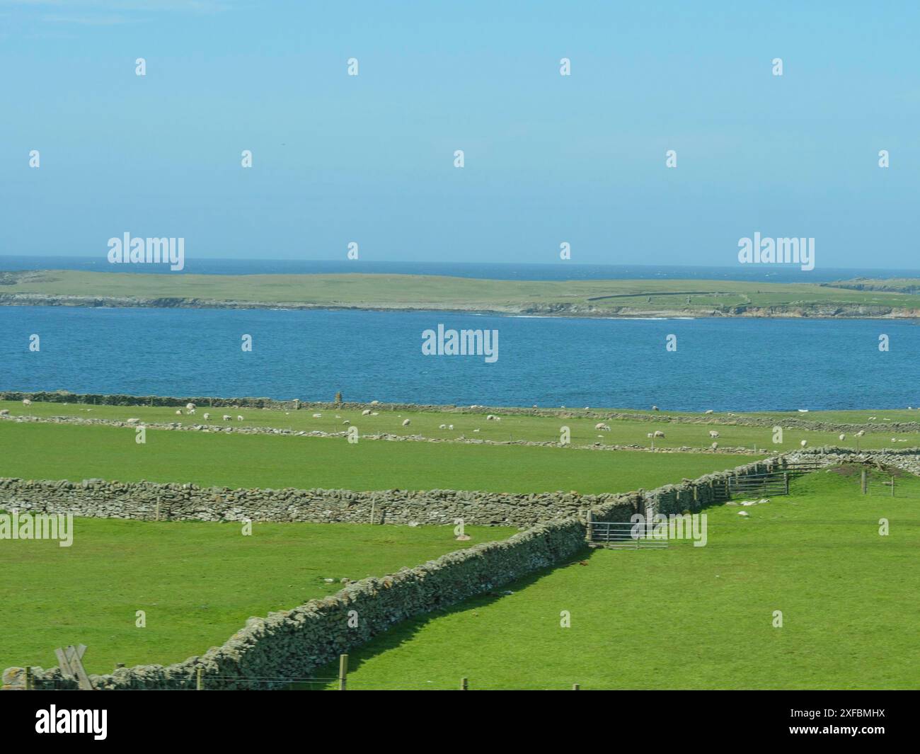 Campi verdi, divisi da muri di pietra, vicino al mare, lerwick, shetlands, scozia, regno unito Foto Stock