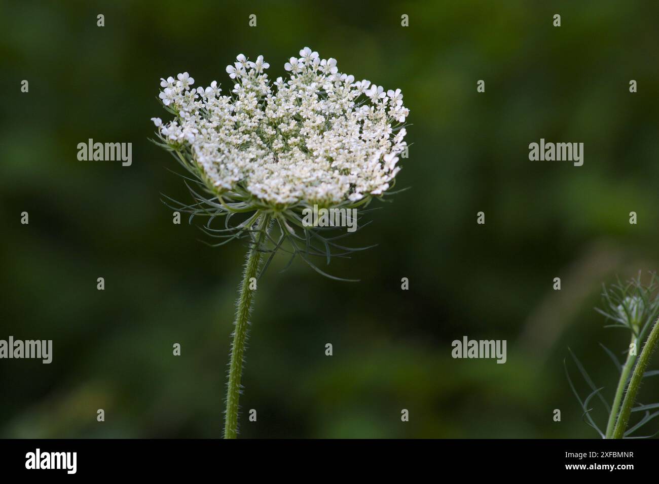 Wilde Moehre Themenfoto: Natur, Landschaft, Deutschland, Saarland, Oekosee Dillingen, Pflanze, 02.07.2024 foto: Eibner-Pressefoto/Juergen Augst Foto Stock