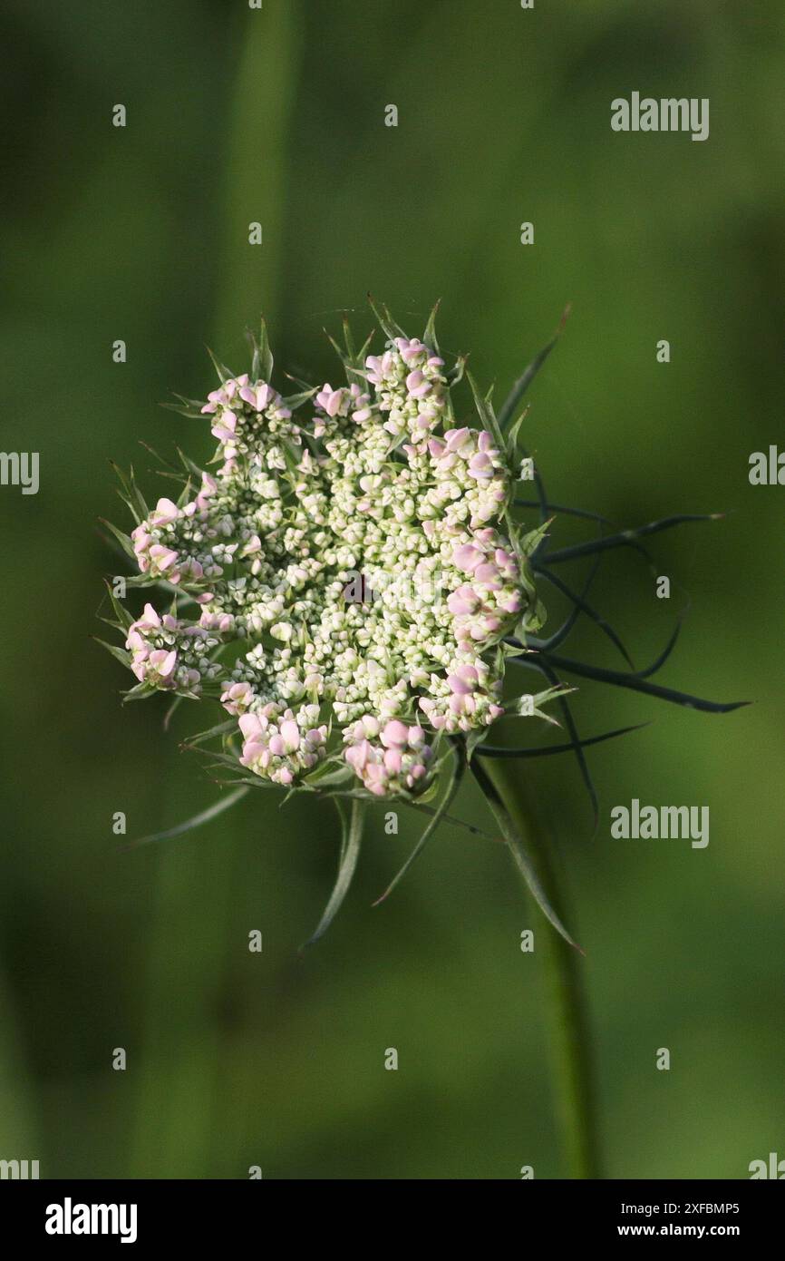 Wilde Moehre Themenfoto: Natur, Landschaft, Deutschland, Saarland, Oekosee Dillingen, Pflanze, 02.07.2024 foto: Eibner-Pressefoto/Juergen Augst Foto Stock