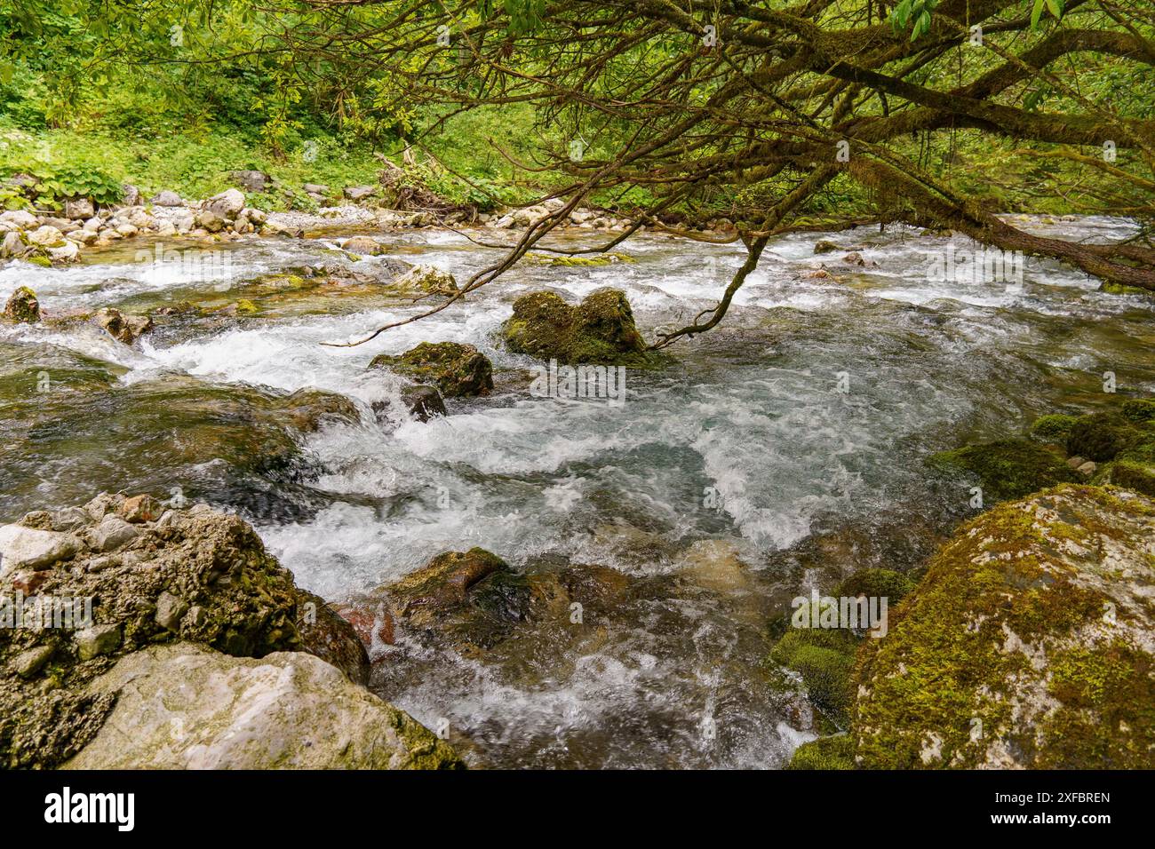 Un fiume roccioso con una forte corrente e circondato da vegetazione verde, gosau, alpi, austria Foto Stock