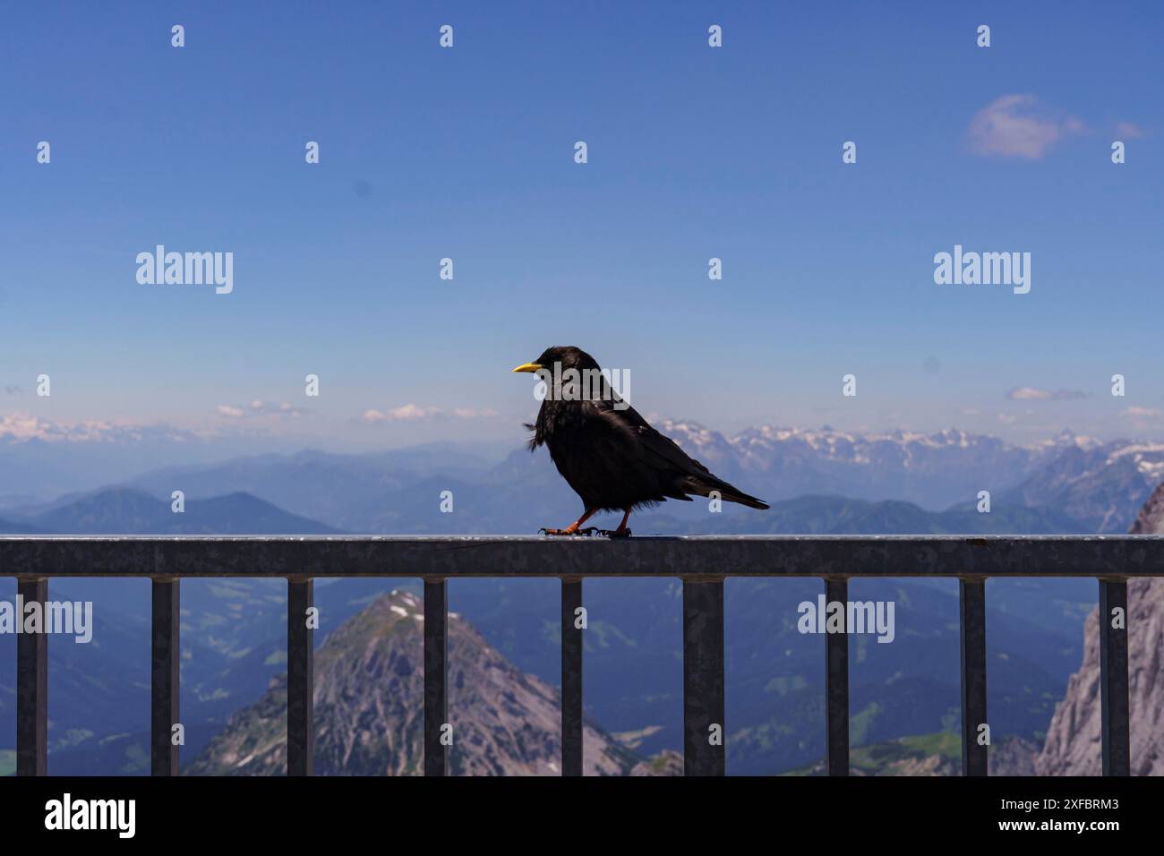 Uccello nero con becco giallo seduto su una ringhiera con panorama sulle montagne sullo sfondo, gosau, alpi, austria Foto Stock