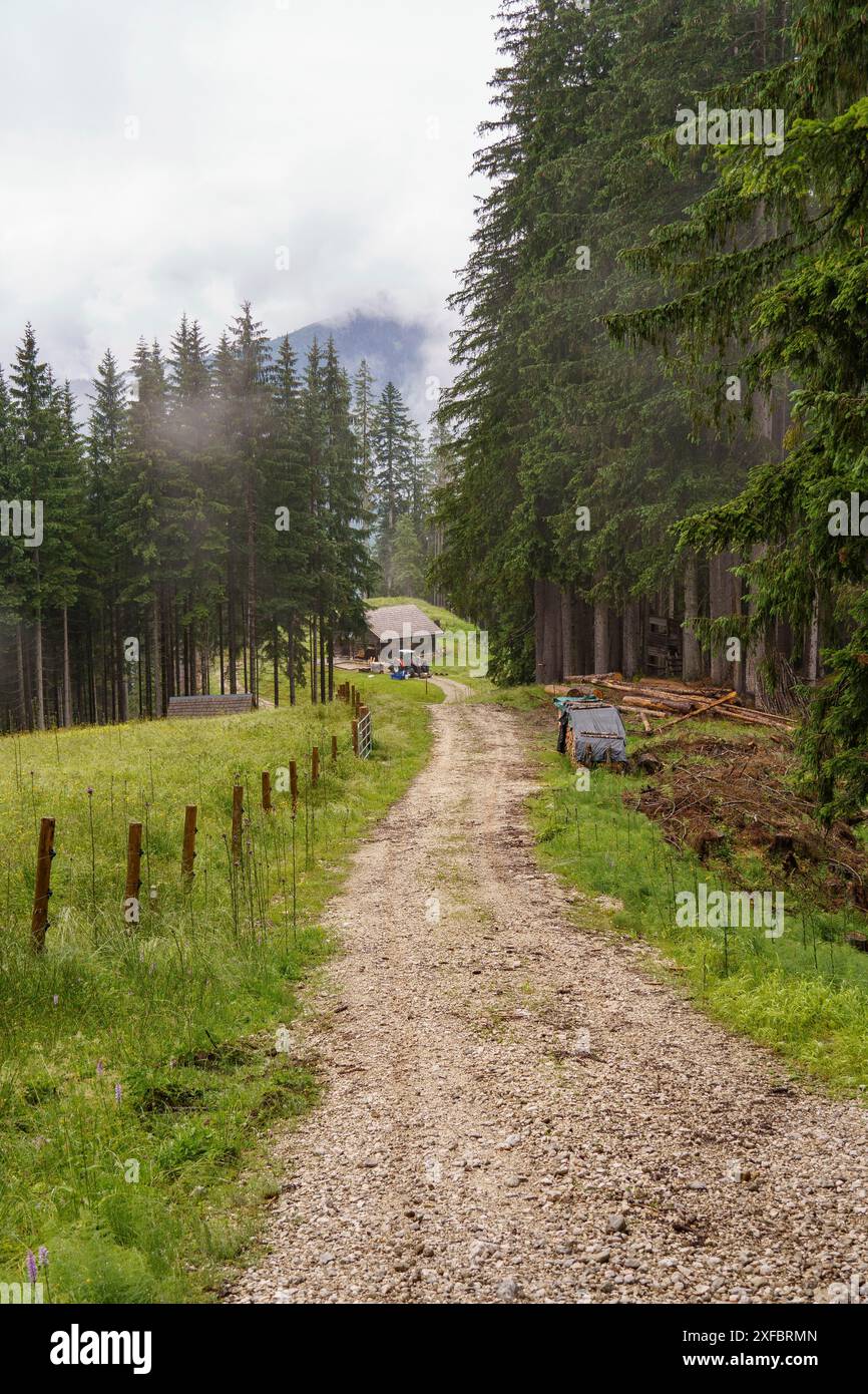 Un sentiero forestale conduce ad una piccola capanna circondata da alti alberi e prati verdi, gosau, alpi, austria Foto Stock