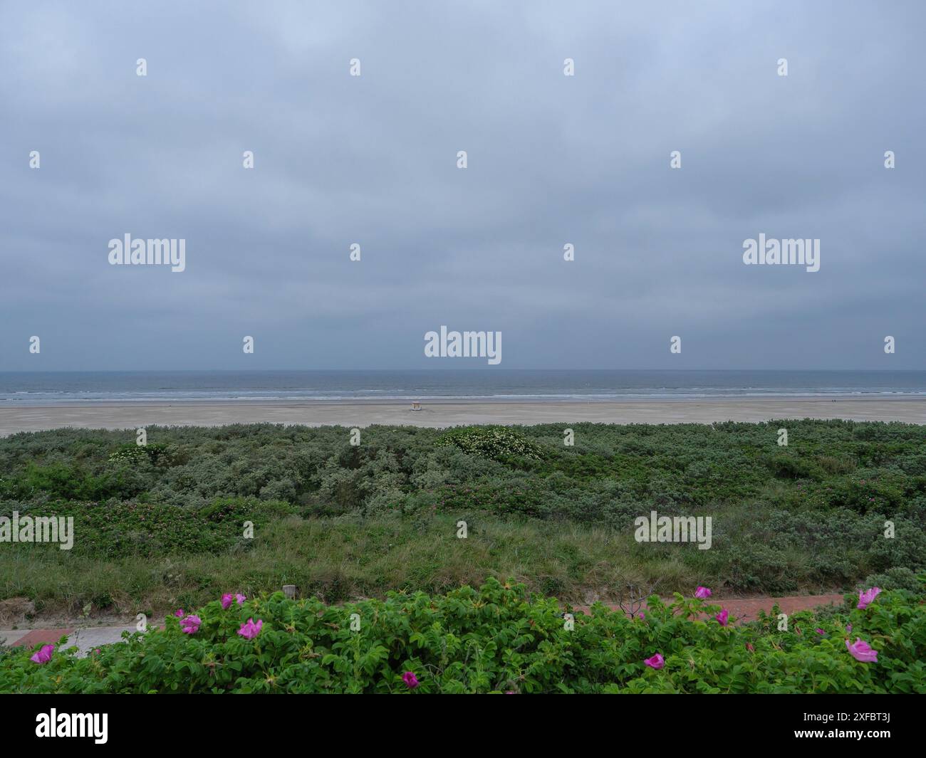 Vista del mare e della spiaggia con cespugli verdi e fiori rosa sotto un cielo nuvoloso, juist, mare del nord, germania Foto Stock