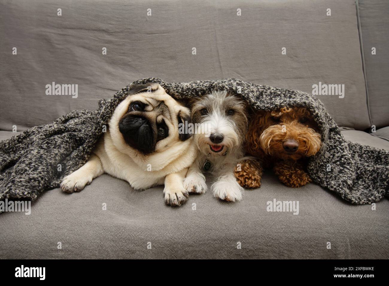 Ritratti tre cani sotto una coperta calda in autunno o inverno. innesca il concetto di paura o ansia di separazione Foto Stock