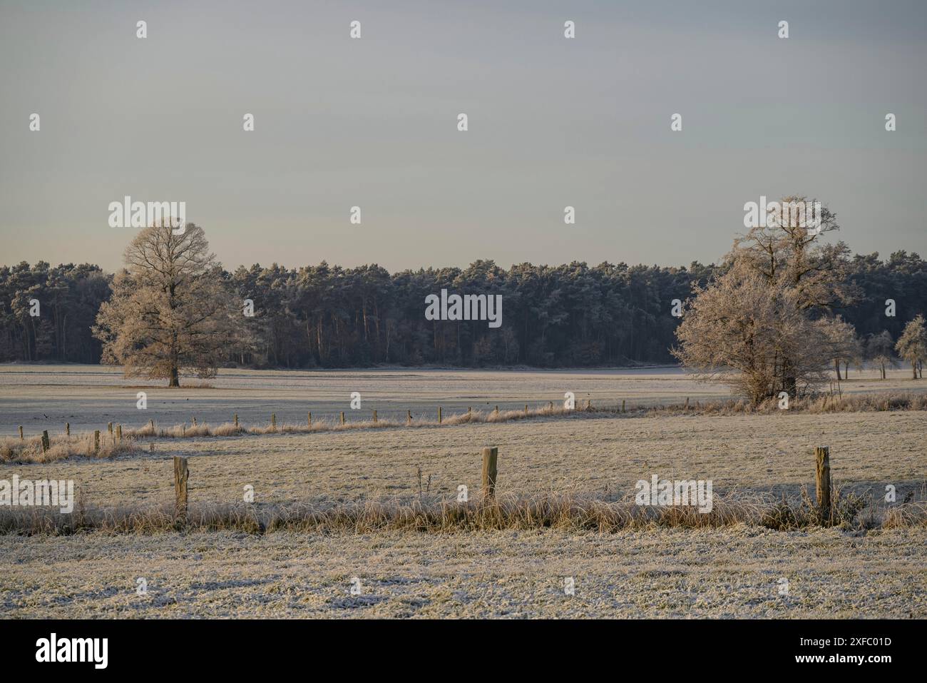Un grande albero sulla neve, circondato da diversi alberi più piccoli e un bordo di foresta, e sembra mattina, vallata, Renania settentrionale-Vestfalia, germania Foto Stock