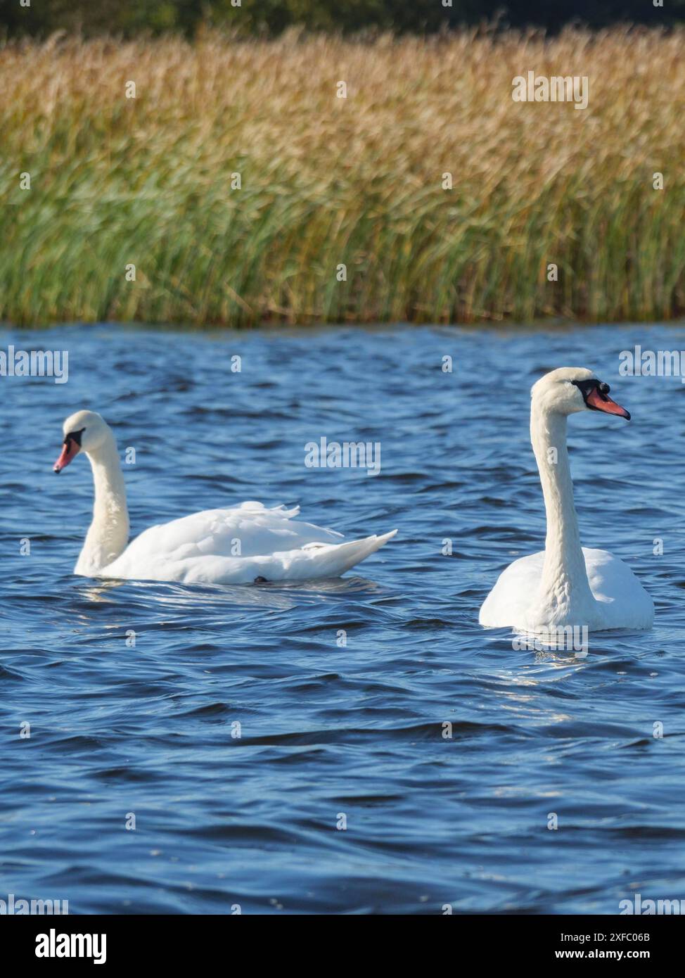 Due cigni che fluttuano pacificamente sull'acqua vicino alla riva delle canne sotto un cielo limpido, Giethoorn, Paesi Bassi Foto Stock