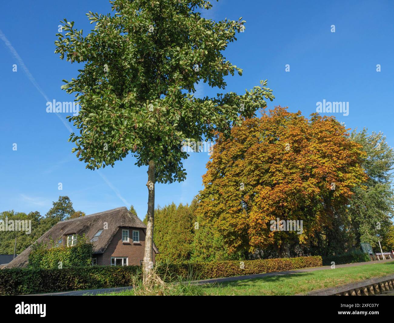 Una casa accanto a un albero con foglie autunnali colorate, sotto un cielo azzurro e limpido in un tranquillo villaggio, Giethoorn, Paesi Bassi Foto Stock