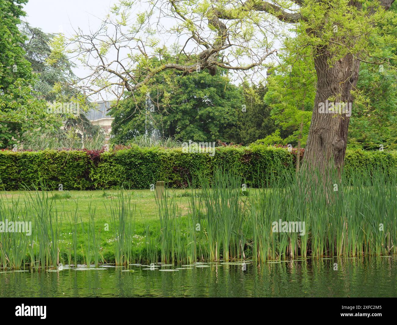 Riva di un corpo idrico con un misto di alberi verdi e canne, ambiente naturale, Leida, Paesi Bassi Foto Stock