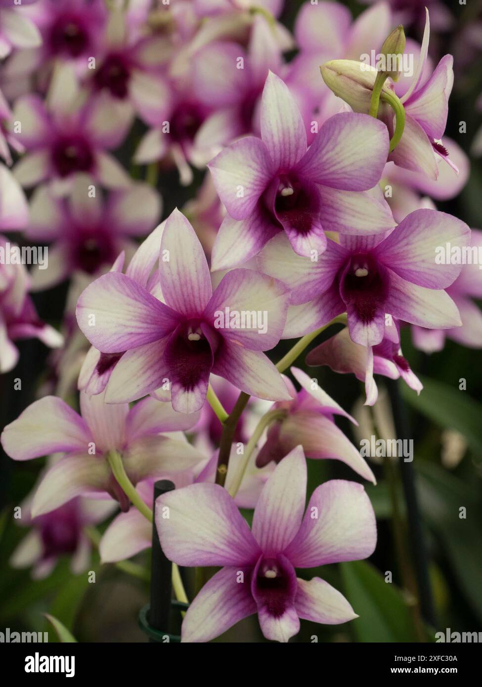 Primo piano di splendidi fiori di orchidea rosa in un giardino botanico, Amsterdam, Paesi Bassi Foto Stock