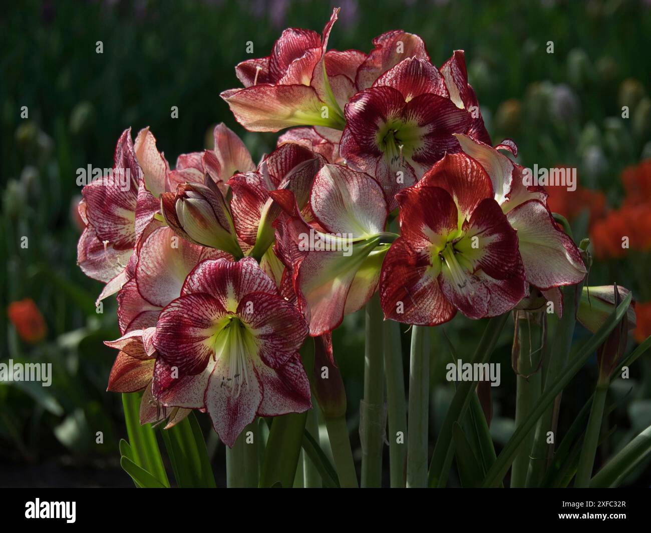 Fiori rossi che sbocciano all'ombra con gambi verdi in primavera, Amsterdam, Paesi Bassi Foto Stock