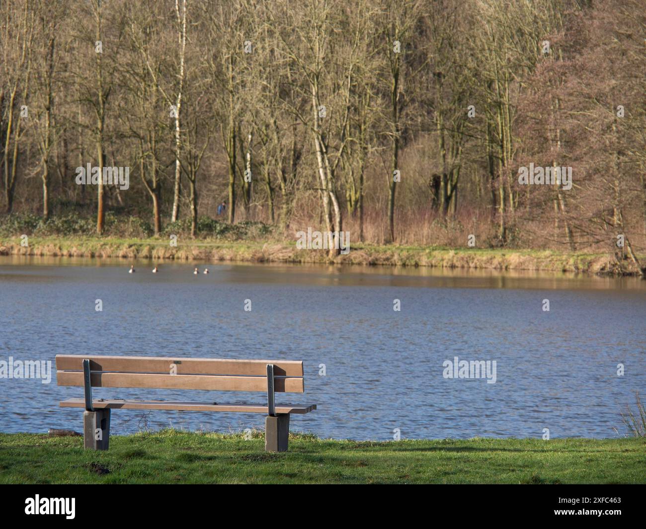 Panchina vuota sulla riva di un lago di fronte a una fitta foresta in una giornata limpida, borken, germania Foto Stock