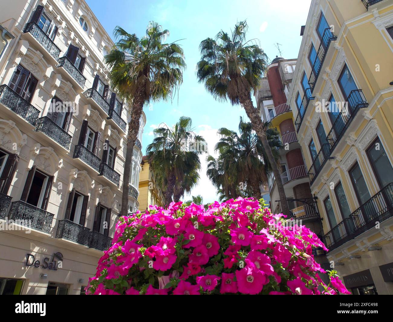 Decorazioni floreali in primo piano, fiancheggiate da palme e circondate da architettura urbana, malaga, spagna Foto Stock