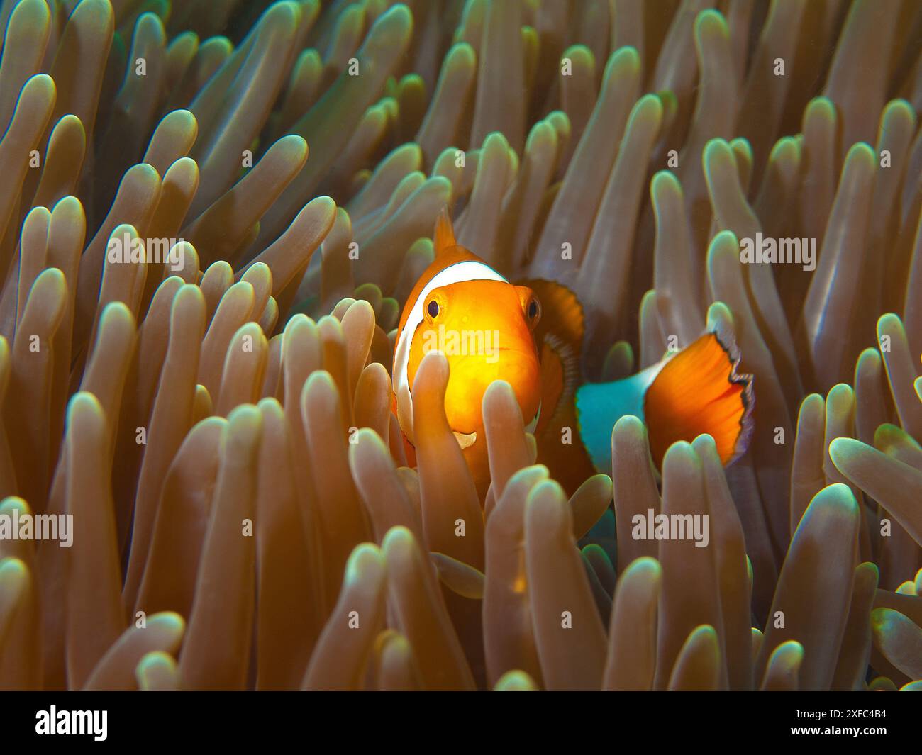 Gli Anemonefish sono cauti ma anche molto curiosi: Nemofish nel suo anemone nella barriera corallina, fotografie subacquee scattate a Raja Ampat, Indonesia. Foto Stock