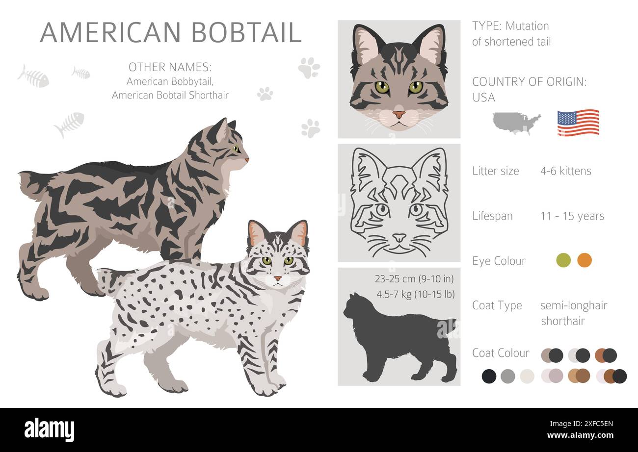 Clipart del gatto Bobtail americano. Set di colori per tutti i rivestimenti. Infografica sulle caratteristiche di tutte le razze di gatto. Illustrazione vettoriale Illustrazione Vettoriale