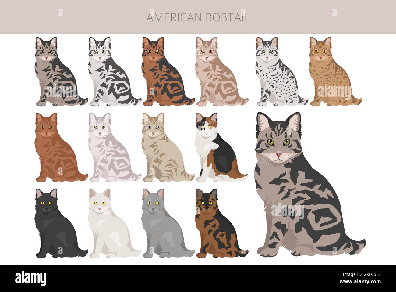 Clipart del gatto Bobtail americano. Set di colori per tutti i rivestimenti. Infografica sulle caratteristiche di tutte le razze di gatto. Illustrazione vettoriale Illustrazione Vettoriale