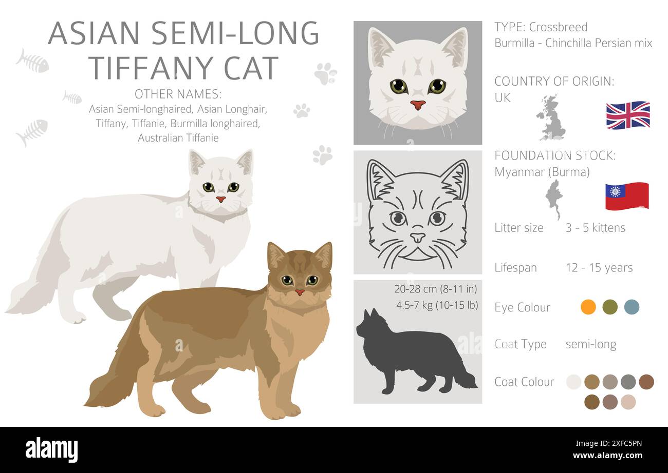 Tiffany Cat, gatto asiatico semi-longhair Tiffanie clipart. Set di colori per tutti i rivestimenti. Infografica sulle caratteristiche di tutte le razze di gatto. Illustrazione vettoriale Illustrazione Vettoriale