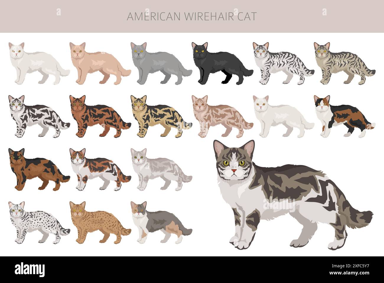 Clipart del gatto americano Wirehair. Set di colori per tutti i rivestimenti. Infografica sulle caratteristiche di tutte le razze di gatto. Illustrazione vettoriale Illustrazione Vettoriale