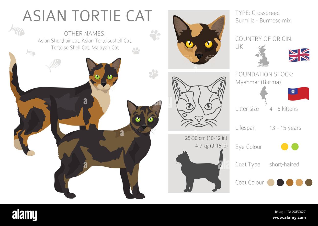 Clipart gatto asiatico shorthair tartaruga. Tutti i colori dei cappotti sono Asian Tortie Set. Infografica sulle caratteristiche di tutte le razze di gatto. Illustrazione vettoriale Illustrazione Vettoriale