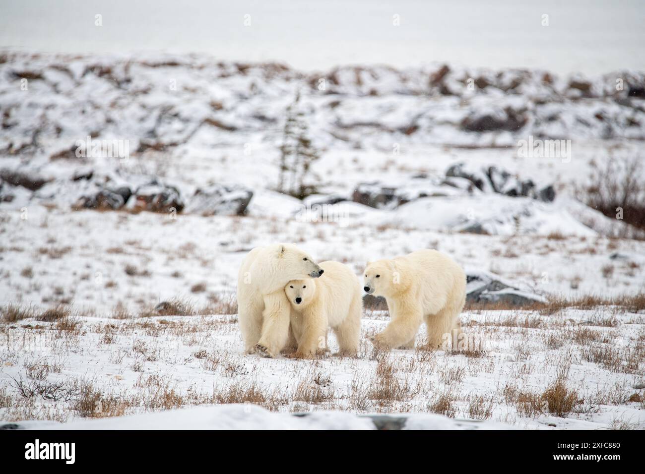 Mamma e due orsi polari a cucciolo con uno che annusa l'aria su un paesaggio innevato e bianco di tundra durante la migrazione degli orsi verso il ghiaccio marino. Presa a Manitoba. Foto Stock