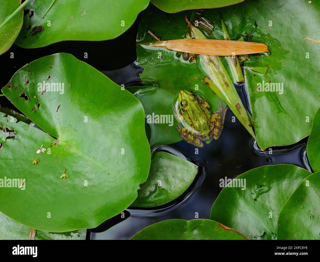 Una vivace rana verde appollaiata su un giglio, circondata da acque calme e piante acquatiche. La scena cattura la bellezza della natura. Foto Stock