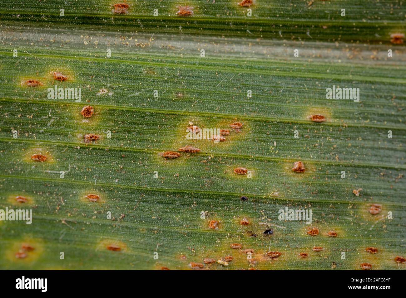 Fungo aranciato di ruggine del mais sulla foglia di cornstalk. Controllo del fungo, malattia della pianta e concetto di perdita di resa. Foto Stock