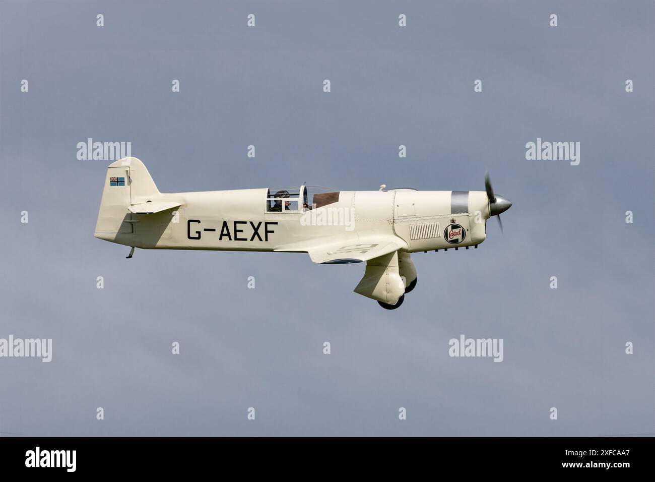 Percival P6 Mew Gull, registrazione G-AEXF, in mostra al Shuttleworth Festival of Flight, giugno 2024 Foto Stock