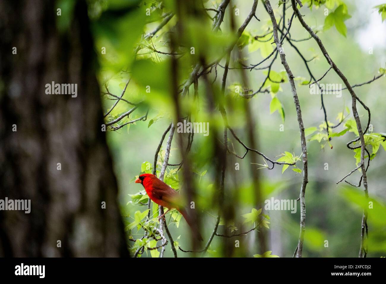 Cardinale del Nord in primavera lungo il fiume Ashley, nella Carolina del Sud Foto Stock