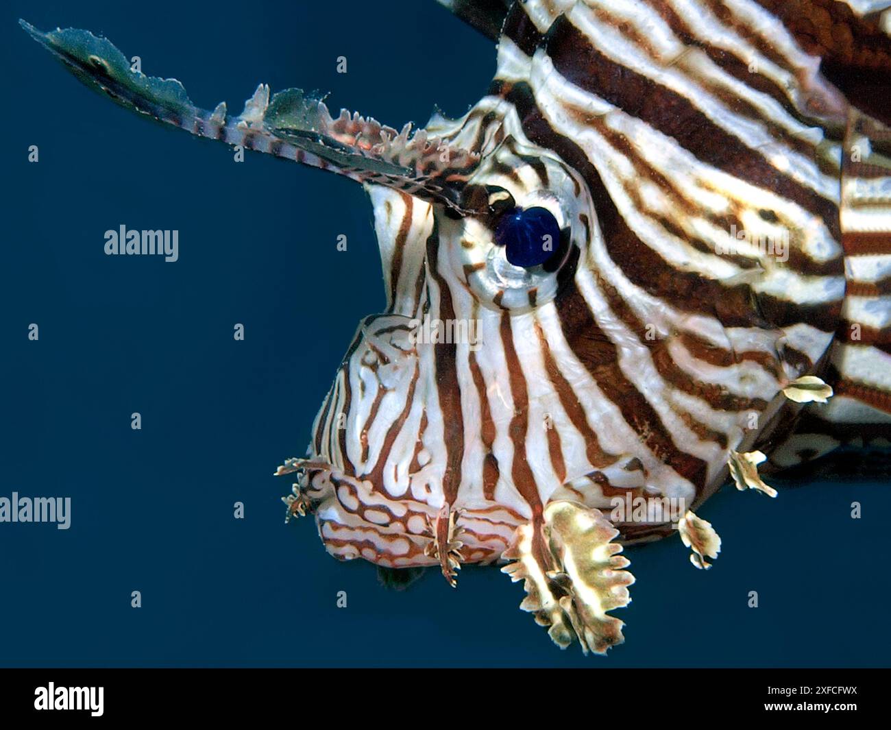 Lionfish - fotografato contro le acque blu profonde del Mar Rosso, Egitto. Molto vicino e intenso - ritratto dettagliato dei pesci - pesci tropicali da vicino. Foto Stock