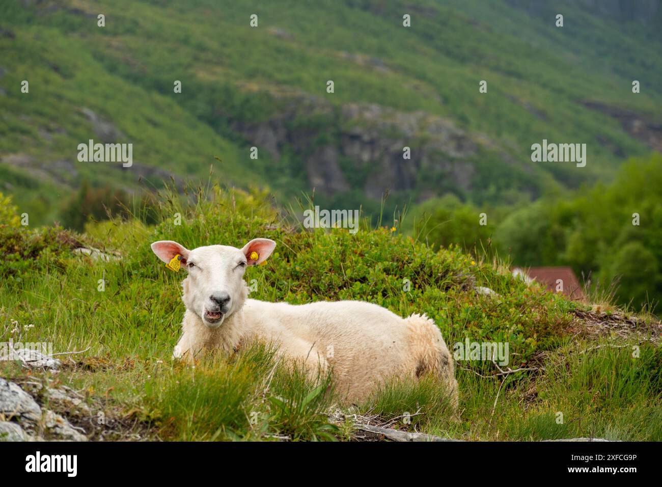 Pecora di Lofoten nel paesaggio verdeggiante Foto Stock