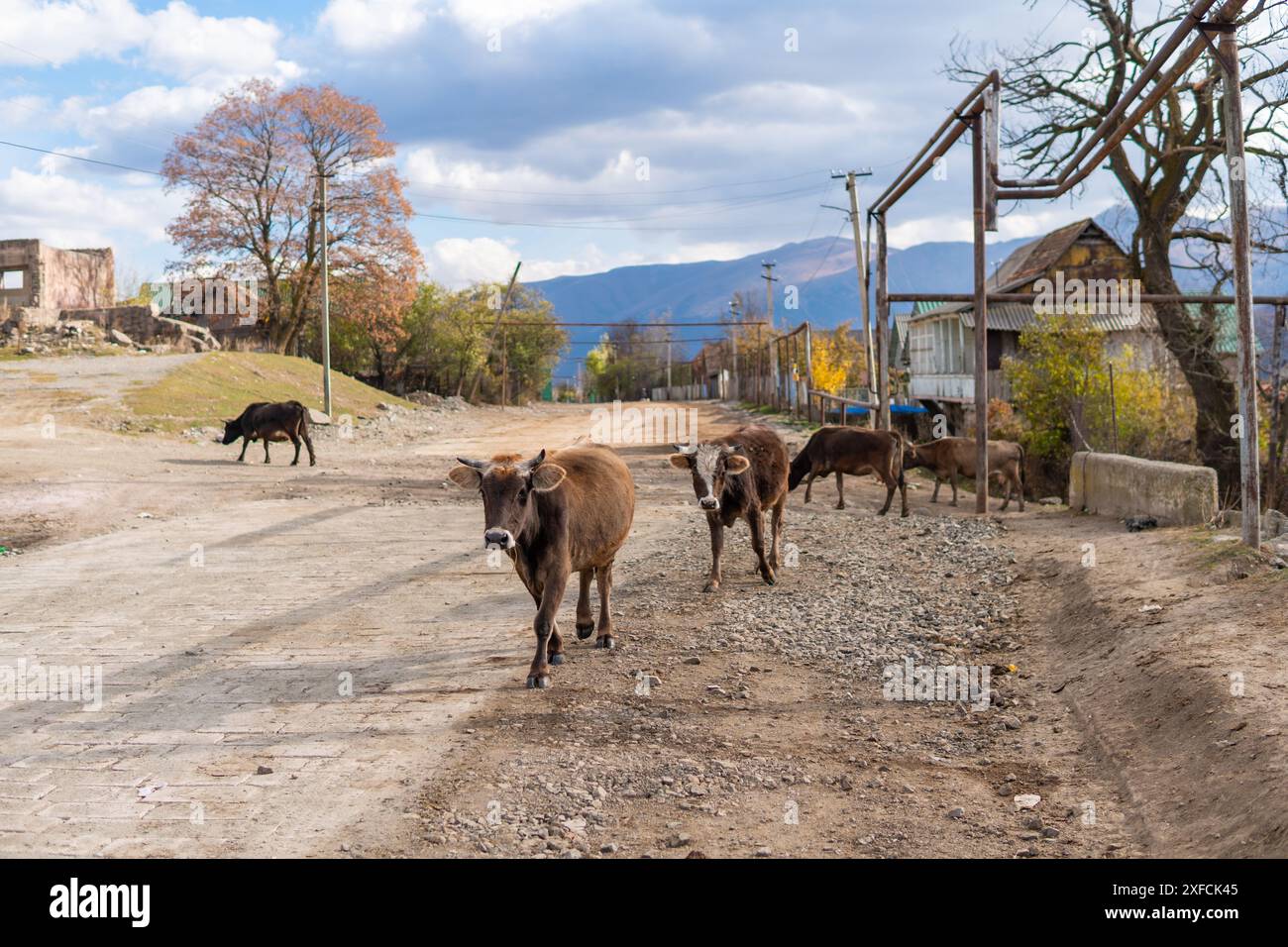 Cattle Roaming in un villaggio Molokan in Armenia Foto Stock