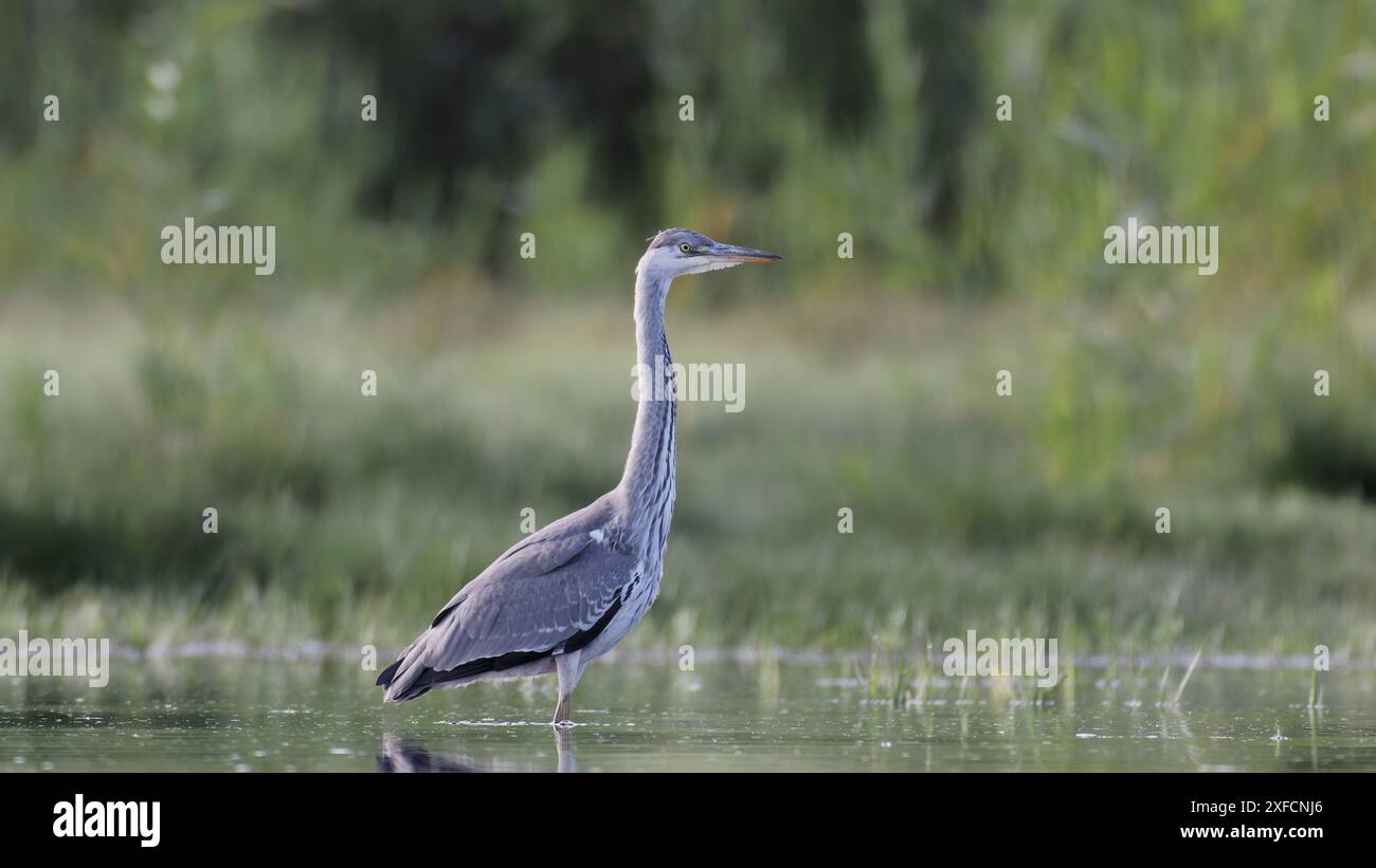 aironi grigi (ardea cinerea) in acqua, sulla riva delle canne, vista laterale Foto Stock