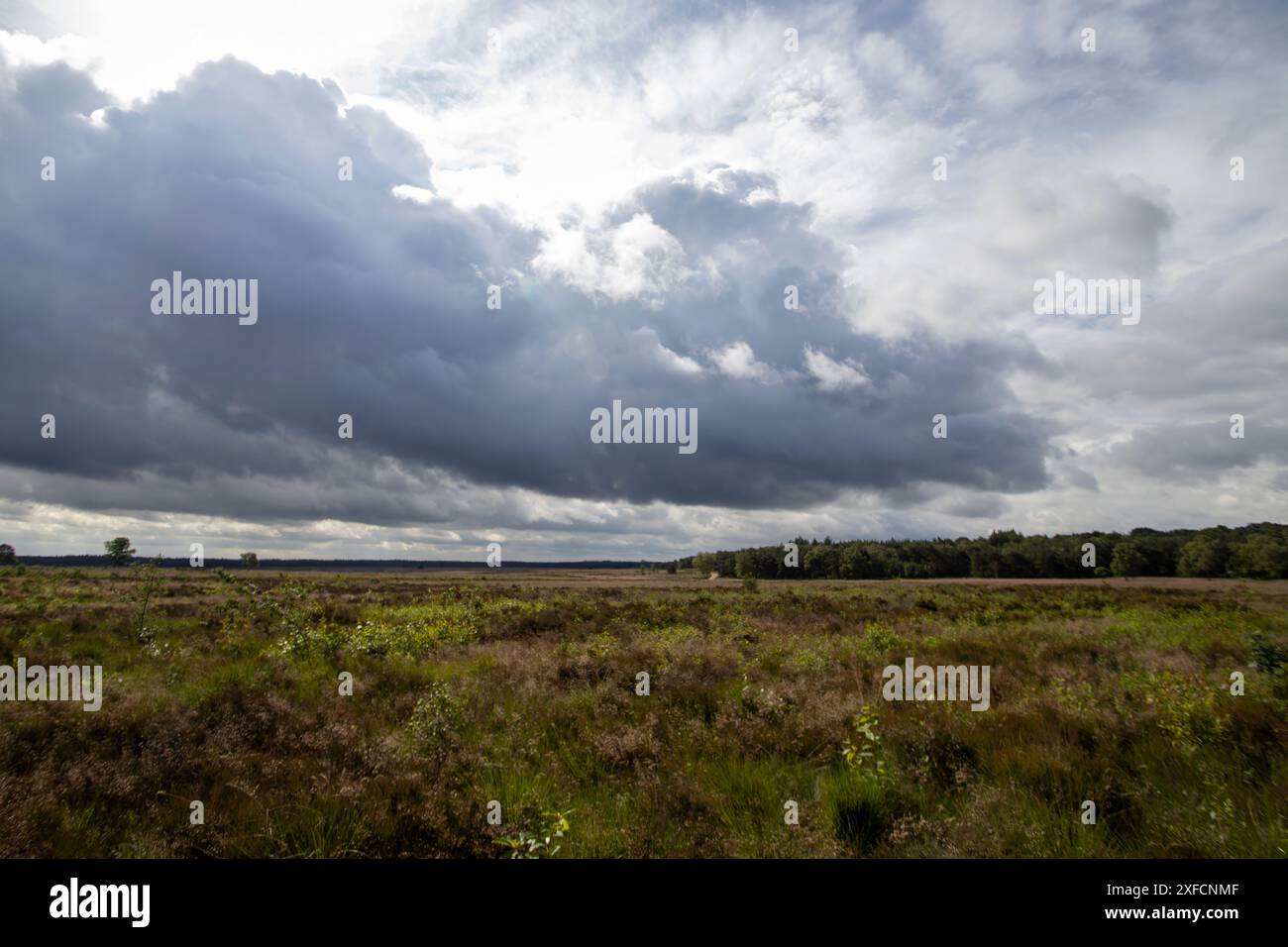 Ginkelse Heide (Ginkel Heath) era una zona di sbarco britannica durante l'operazione Market Garden nel 1944, nei pressi di Arnhem, Paesi Bassi Foto Stock