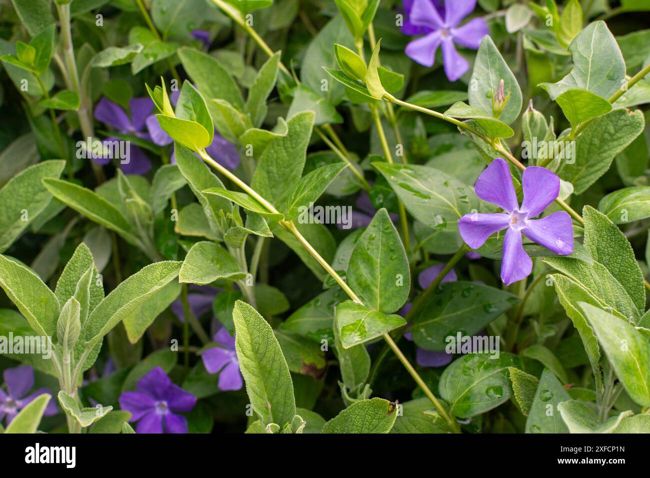 I fiori di Periwinkle, che vantano delicati fiori in sfumature di viola e blu, tappezzano il terreno. Foto Stock